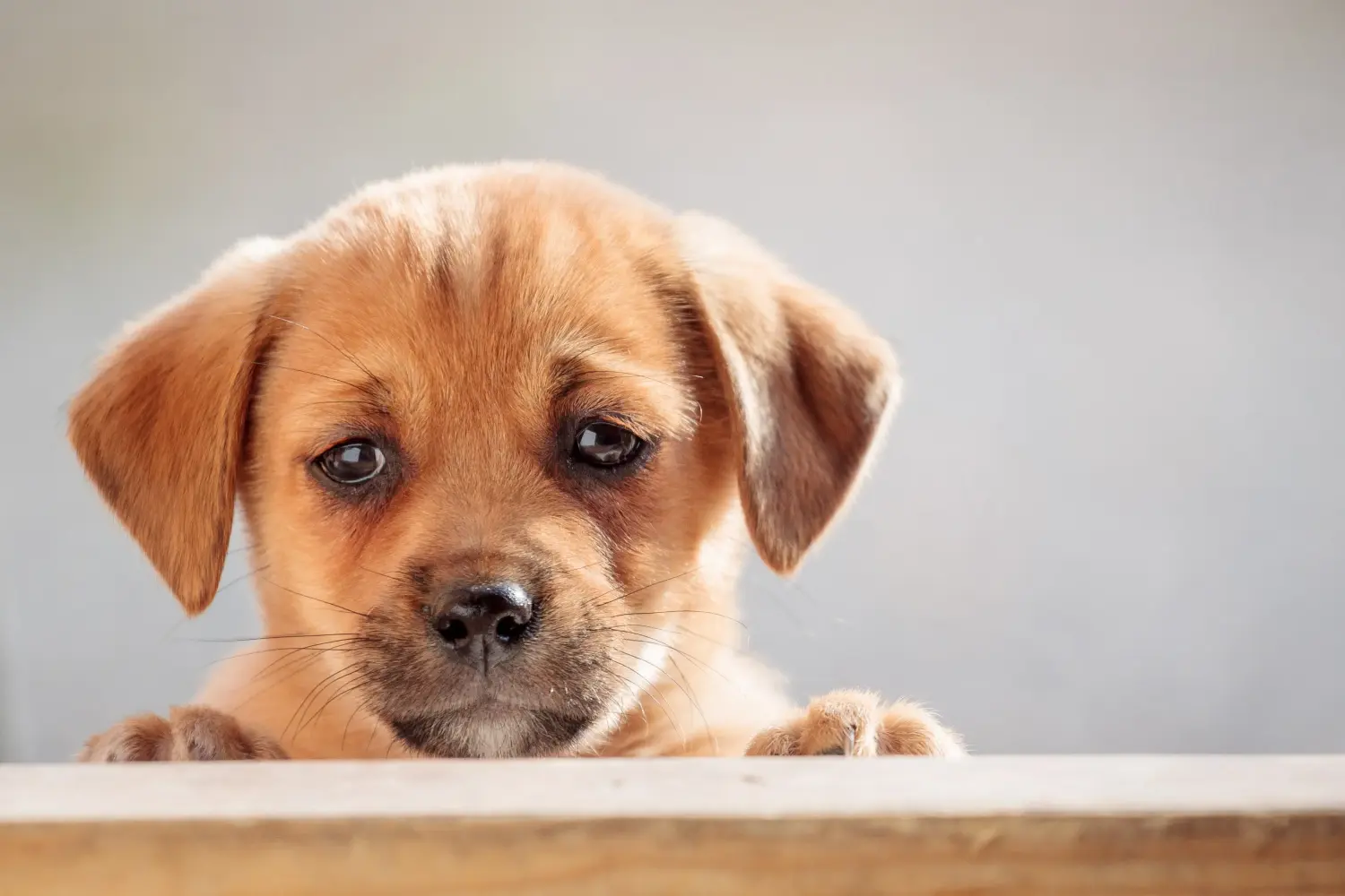 Kupno szczeniaka rasy duńsko-szwedzki pies pasterski oznacza wzięcie na siebie odpowiedzialności! Kup duńsko-szwedzkie szczenięta rasy Farmdog.