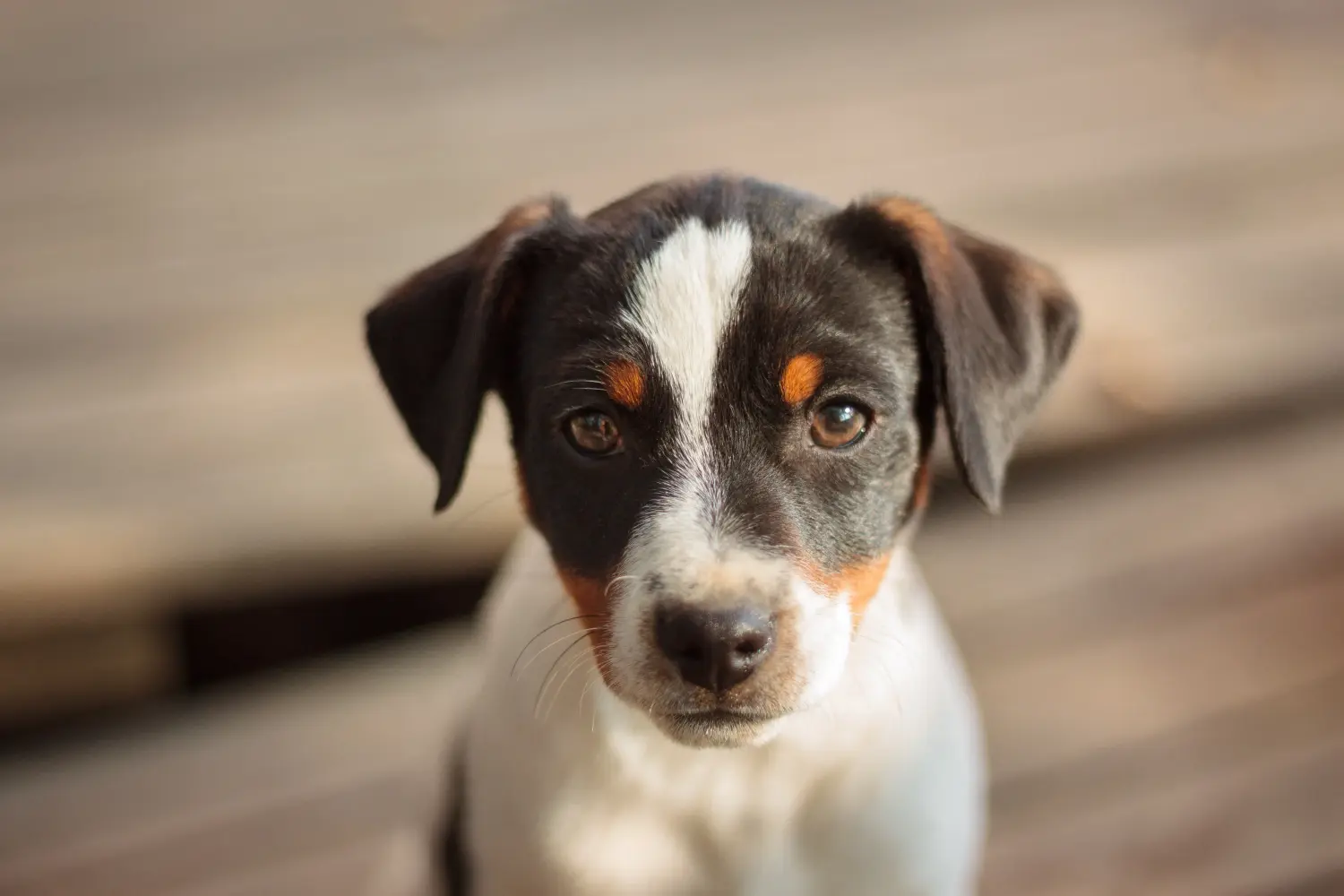 Kupno szczeniaka rasy duńsko-szwedzki pies pasterski oznacza wzięcie na siebie odpowiedzialności! Kup duńsko-szwedzkie szczenięta rasy Farmdog.