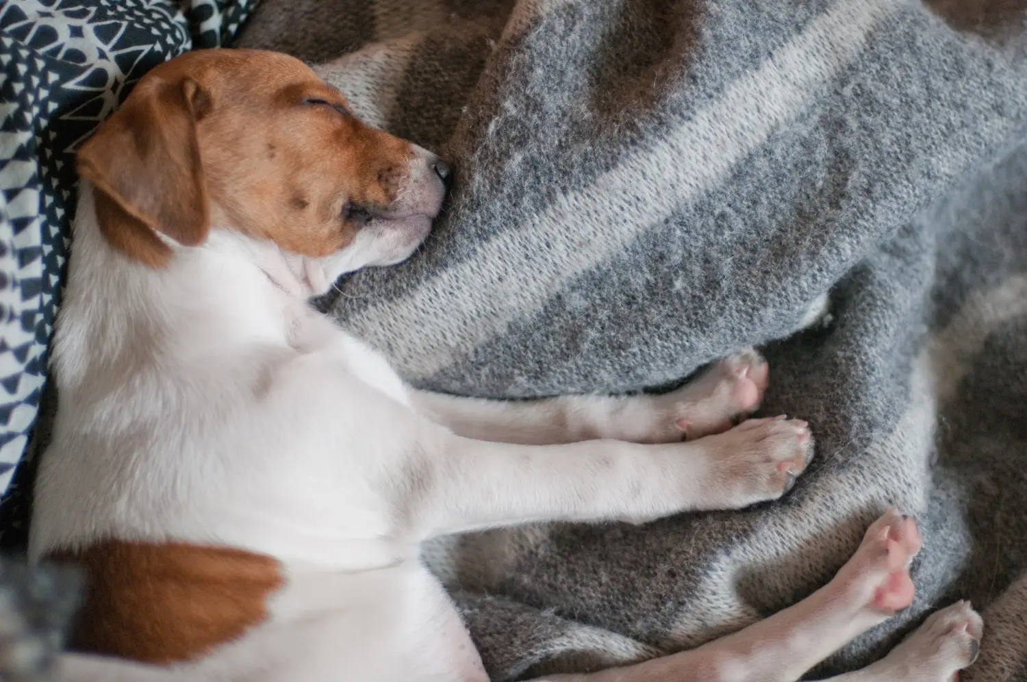Kupno szczeniaka rasy duńsko-szwedzki pies pasterski oznacza wzięcie na siebie odpowiedzialności! Kup duńsko-szwedzkie szczenięta rasy Farmdog.