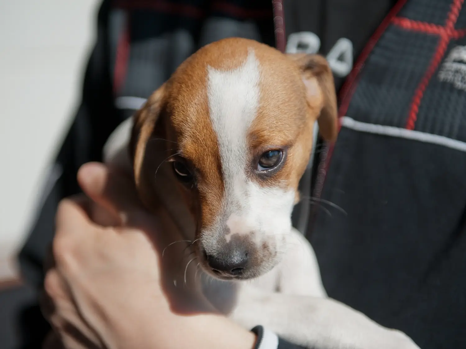 Kupno szczeniaka rasy duńsko-szwedzki pies pasterski oznacza wzięcie na siebie odpowiedzialności! Kup duńsko-szwedzkie szczenięta rasy Farmdog.