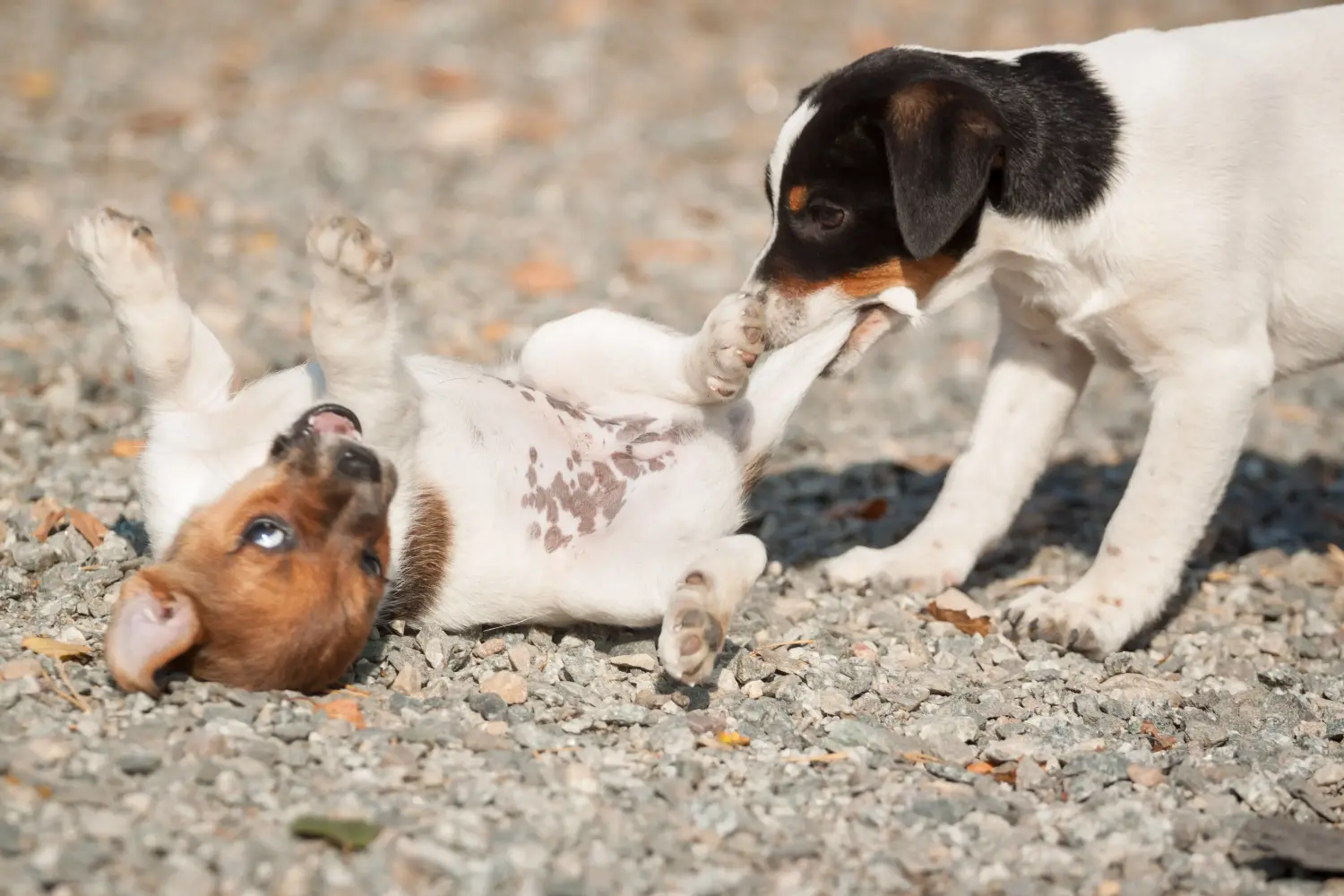 Kupno szczeniaka rasy duńsko-szwedzki pies pasterski oznacza wzięcie na siebie odpowiedzialności! Kup duńsko-szwedzkie szczenięta rasy Farmdog.