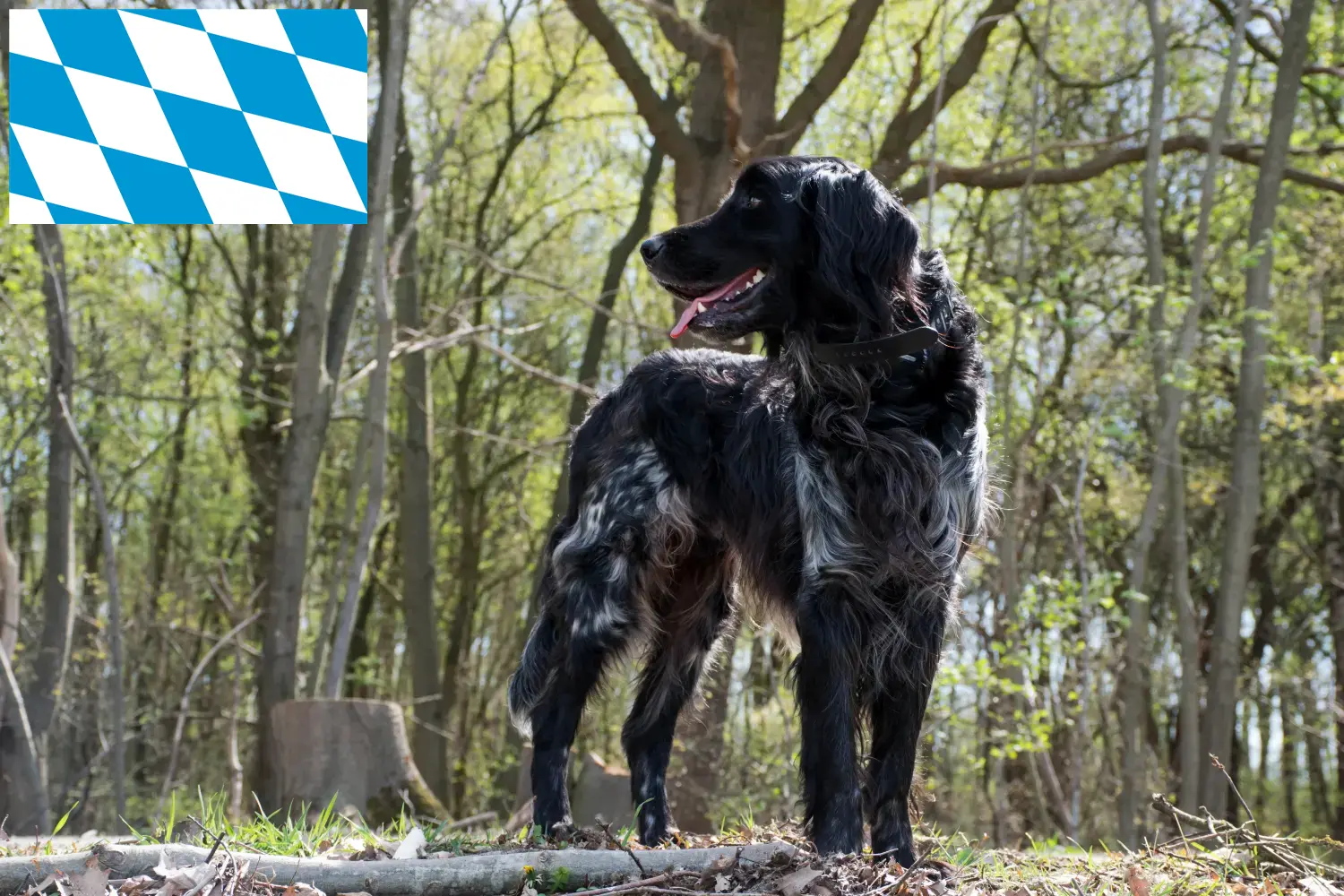 Duży Münsterländer szczenięta i hodowca Bawaria Tutaj znajdziesz hodowców rasy Wielki Münsterland w Bawaria.