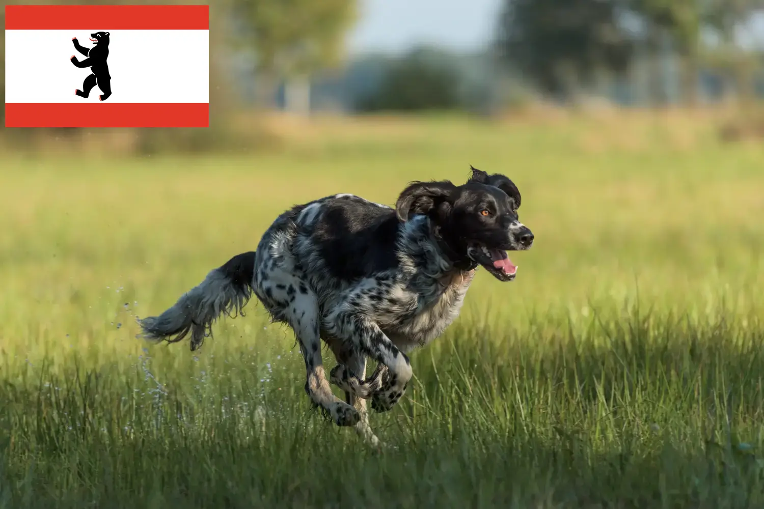 Duży Münsterländer szczenięta i hodowca Berlin Tutaj można znaleźć hodowców Great Münsterland w Berlin.