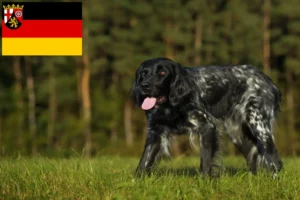 Read more about the article Duży hodowca i szczenięta Münsterländer w Nadrenia-Palatynat
