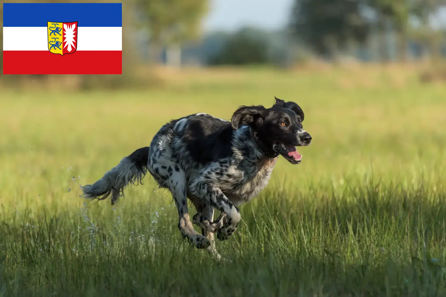 Duży Münsterländer szczenięta i hodowca Szlezwik-Holsztyn Tutaj znajdą Państwo hodowców Great Münsterland w Szlezwik-Holsztyn.