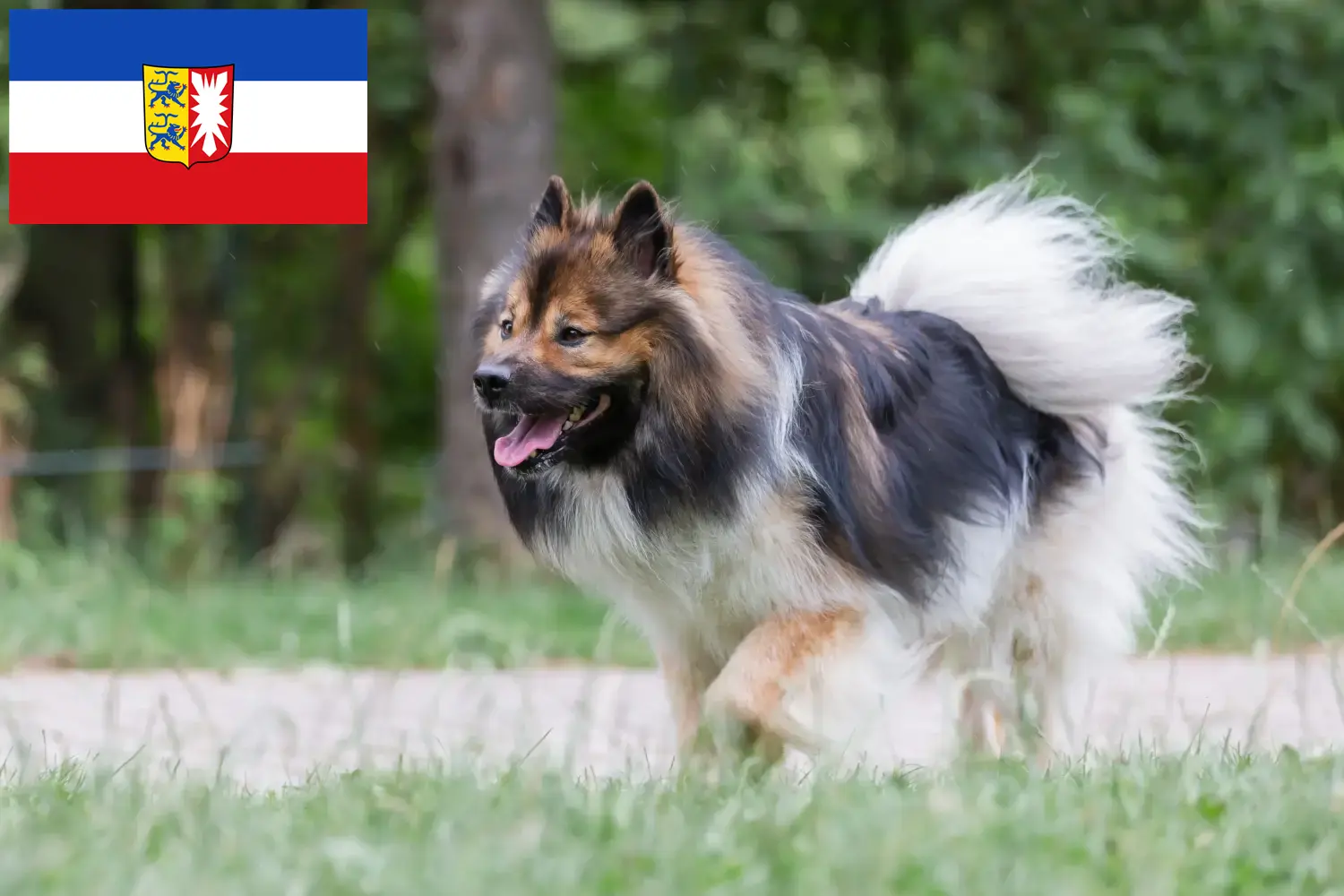 Elo szczenięta i hodowcy Szlezwik-Holsztyn Tutaj znajdą Państwo hodowców Elos w Szlezwik-Holsztyn.