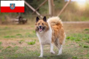 Read more about the article Elo hodowcy i szczenięta w Turyngia