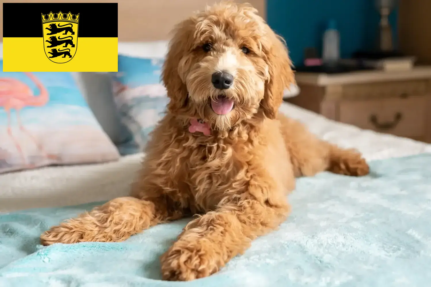 Goldendoodle szczenięta i hodowcy Badenia-Wirtembergia Tutaj znajdą Państwo hodowców Goldendoodles w Badenia-Wirtembergia.