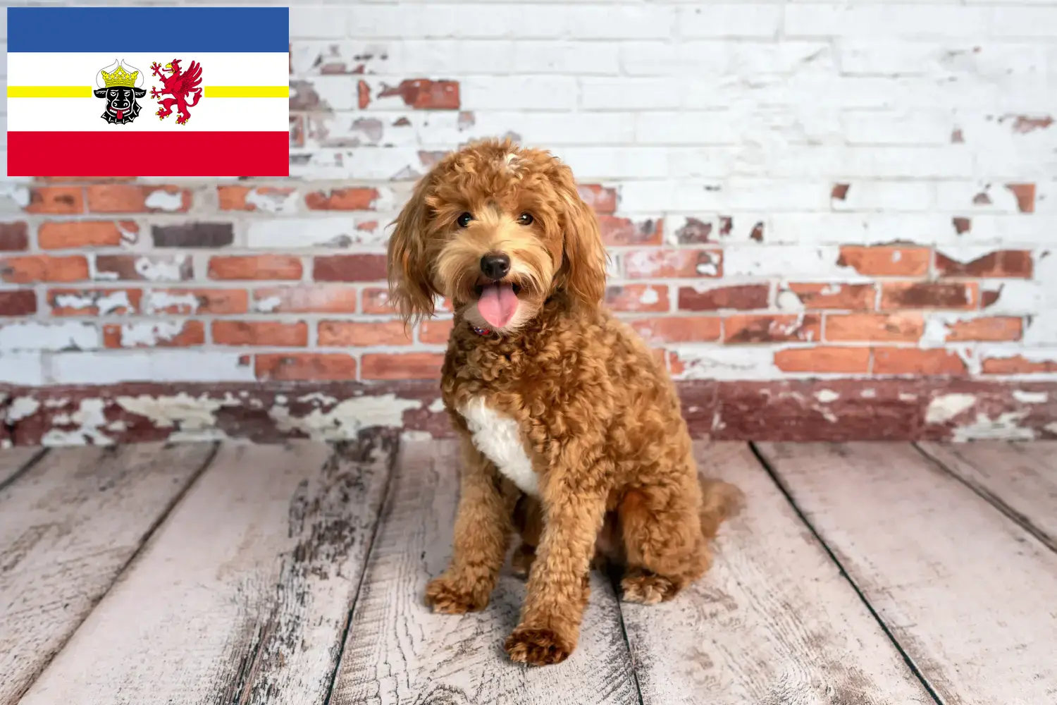 Goldendoodle szczenięta i hodowcy Meklemburgia-Pomorze Przednie Tutaj znajdą Państwo hodowców Goldendoodles w Meklemburgia-Pomorze Przednie.