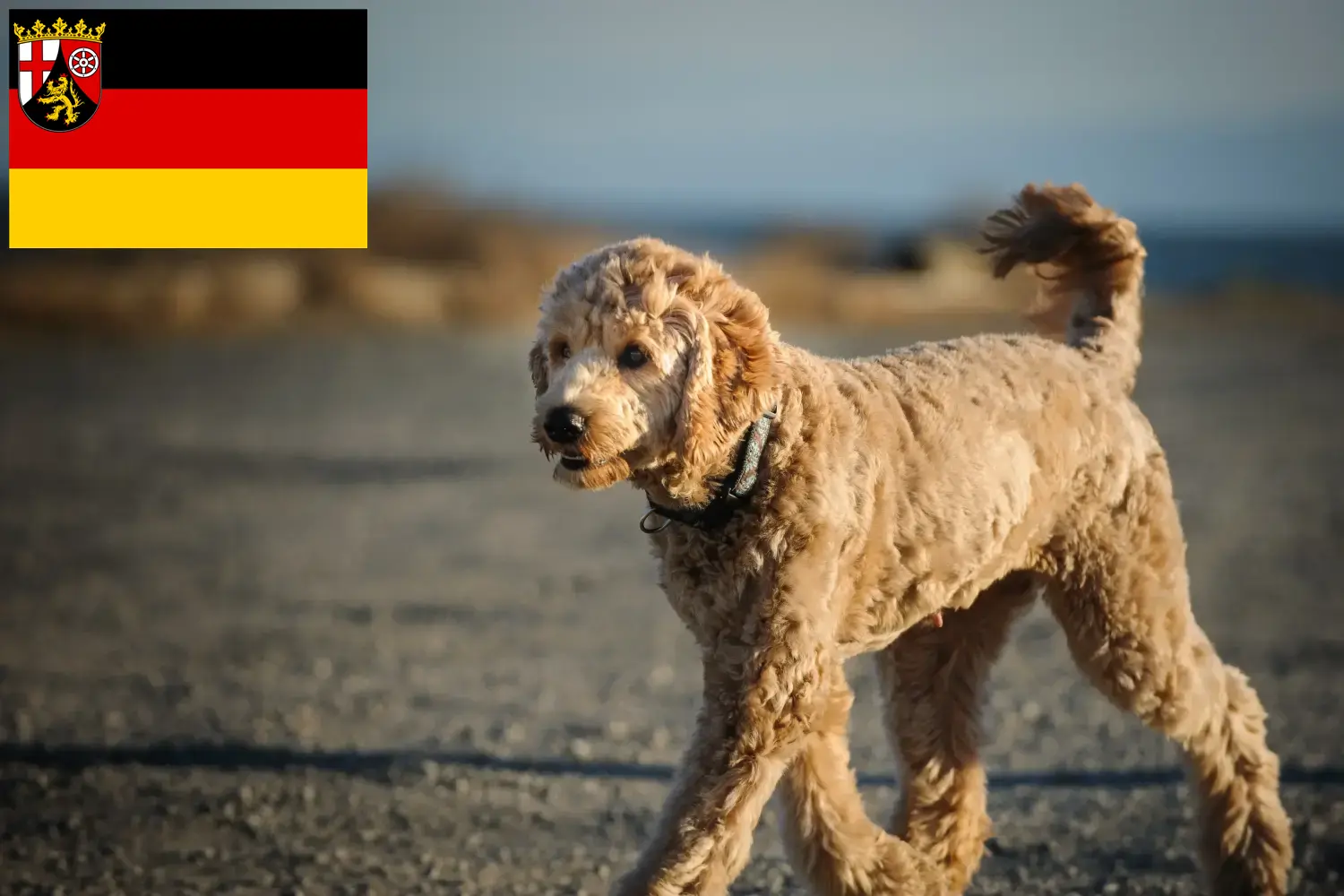 Goldendoodle szczenięta i hodowcy Nadrenia-Palatynat Tutaj znajdą Państwo hodowców Goldendoodles w Nadrenia-Palatynat.