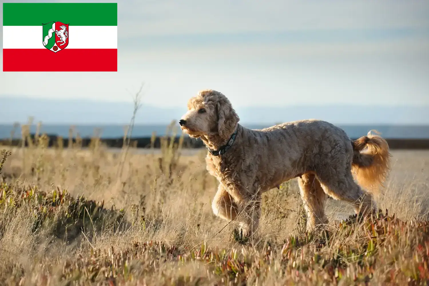 Goldendoodle szczenięta i hodowcy Nadrenia Północna-Westfalia Tutaj można znaleźć hodowców Goldendoodles w Nadrenia Północna-Westfalia.
