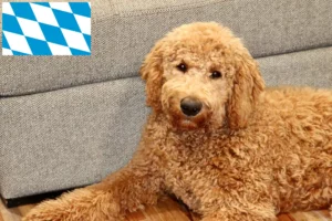 Read more about the article Hodowcy i szczenięta Goldendoodle w Bawaria