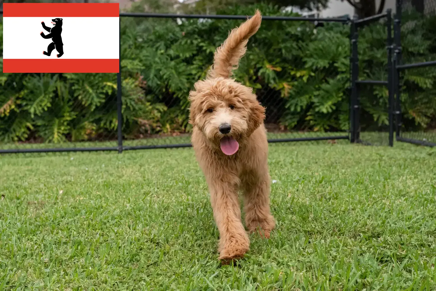Goldendoodle szczenięta i hodowcy Berlin Tutaj znajdziesz hodowców Goldendoodles w Berlin.