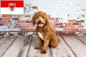 Read more about the article Goldendoodle hodowcy i szczenięta w Brandenburgia