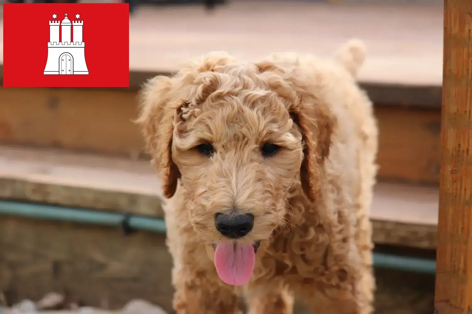 Goldendoodle szczenięta i hodowcy Hamburg Tutaj znajdą Państwo hodowców Goldendoodles w Hamburg.