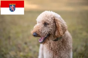 Read more about the article Hodowcy i szczenięta Goldendoodle w Hesja