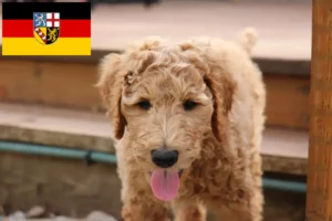 Read more about the article Hodowcy i szczenięta Goldendoodle w Kraj Saary