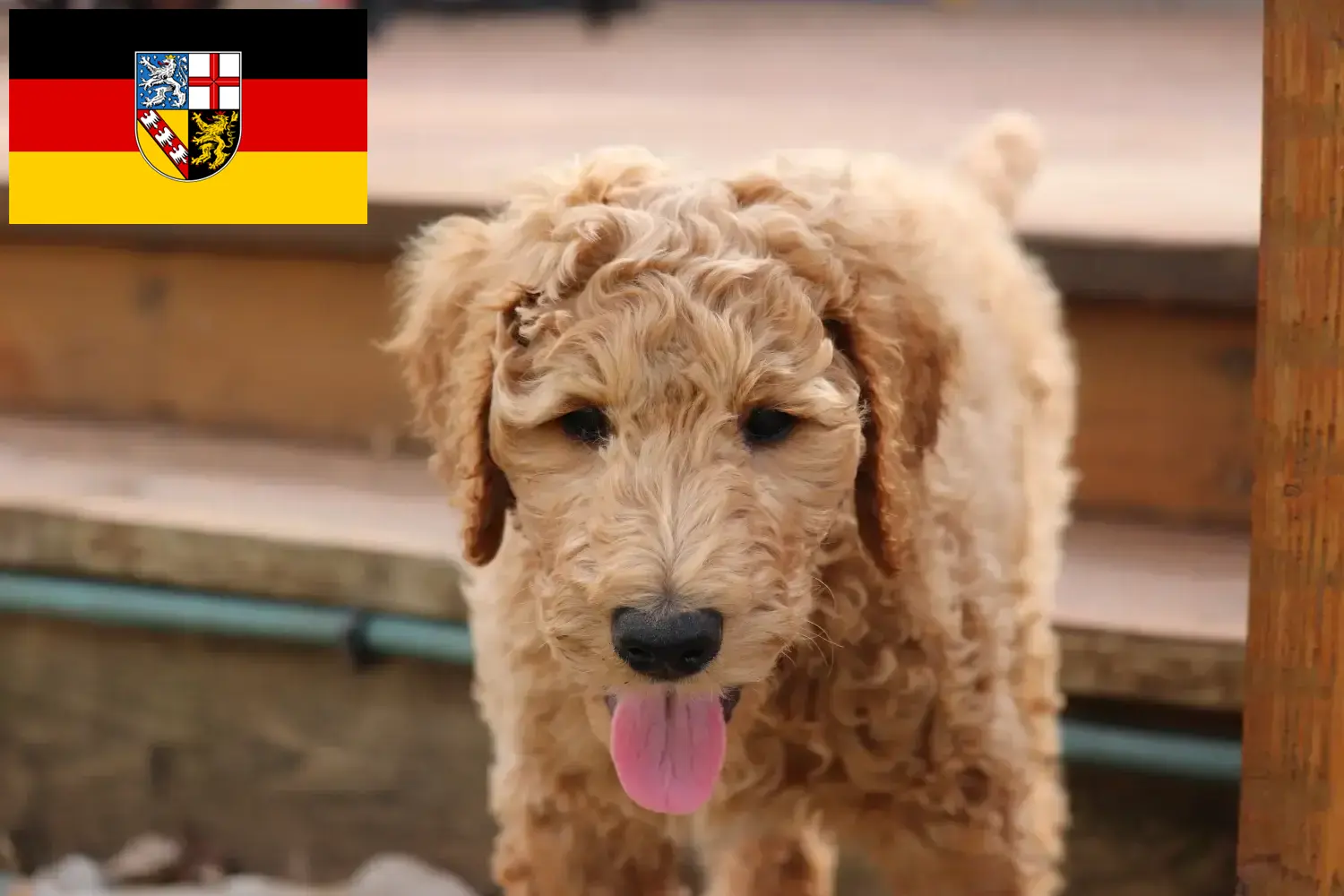 Goldendoodle szczenięta i hodowca Saara Tutaj można znaleźć hodowców Goldendoodles w Kraj Saary.