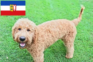 Read more about the article Goldendoodle hodowcy i szczenięta w Szlezwik-Holsztyn
