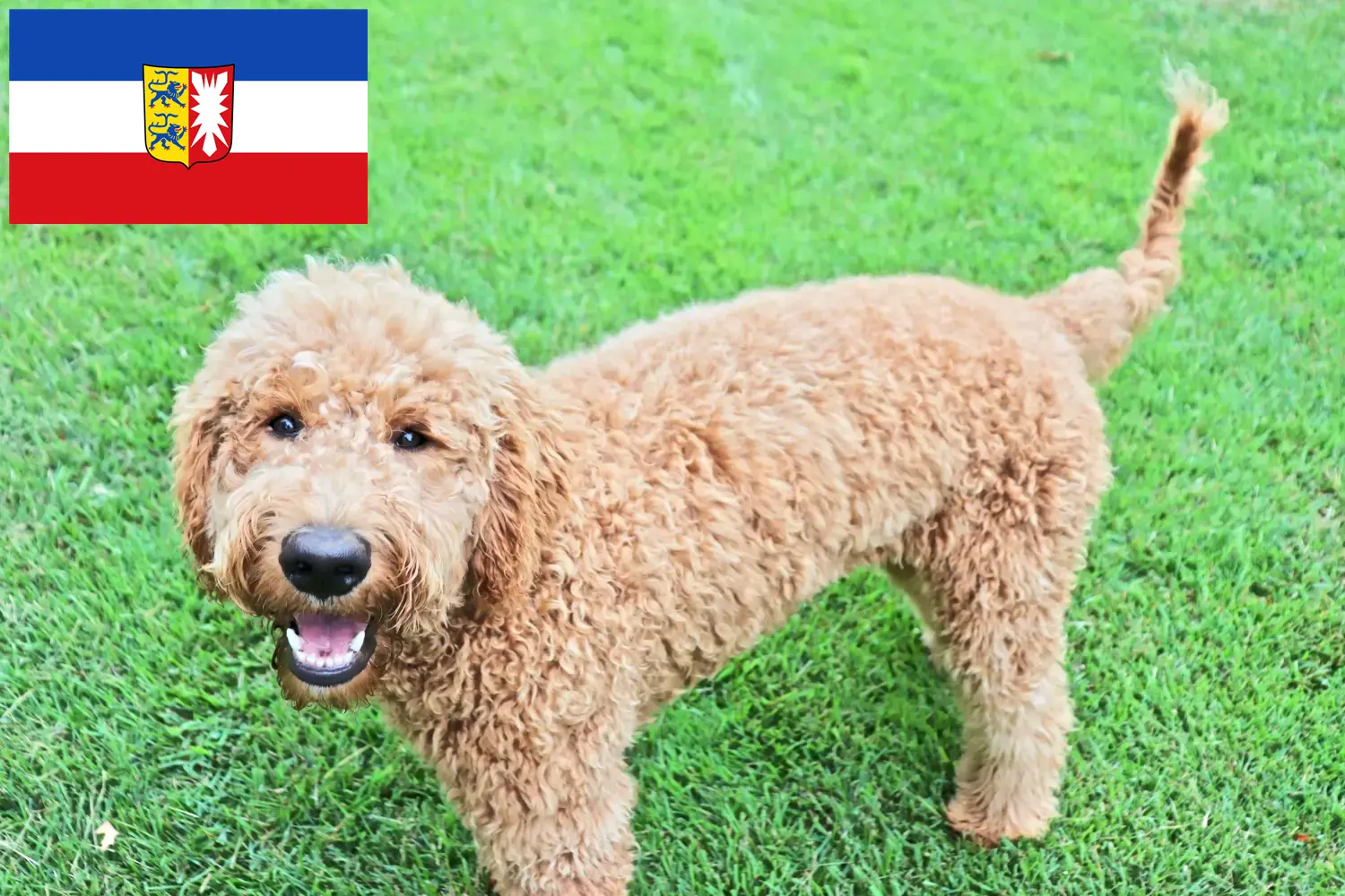 Goldendoodle szczenięta i hodowcy Szlezwik-Holsztyn Tutaj znajdą Państwo hodowców Goldendoodles w Szlezwik-Holsztyn.