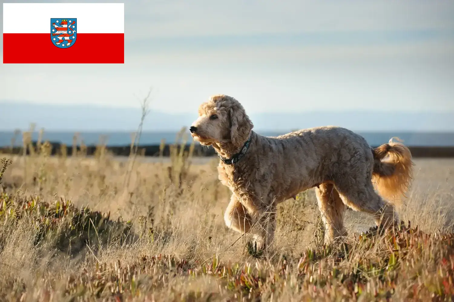 Goldendoodle szczenięta i hodowcy Turyngia Tutaj można znaleźć hodowców Goldendoodles w Turyngia.
