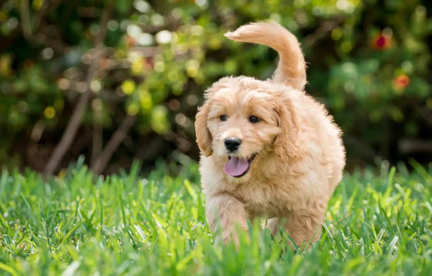 Kupno szczeniaka Goldendoodle oznacza wzięcie na siebie odpowiedzialności! Kup szczenięta Goldendoodle.