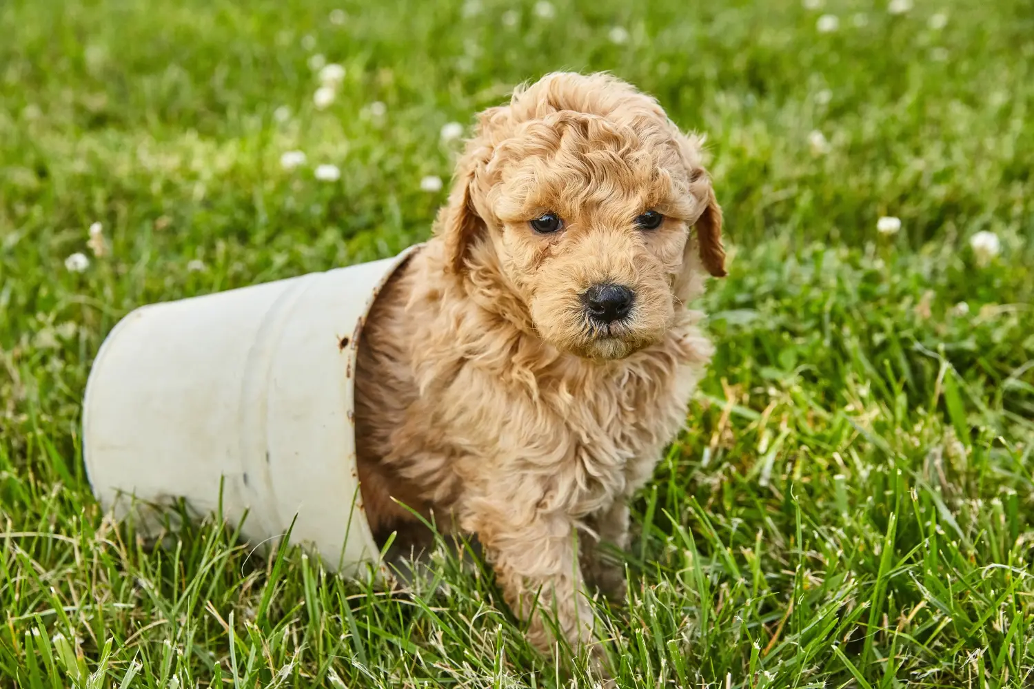 Kupno szczeniaka Goldendoodle oznacza wzięcie na siebie odpowiedzialności! Kup szczenięta Goldendoodle.