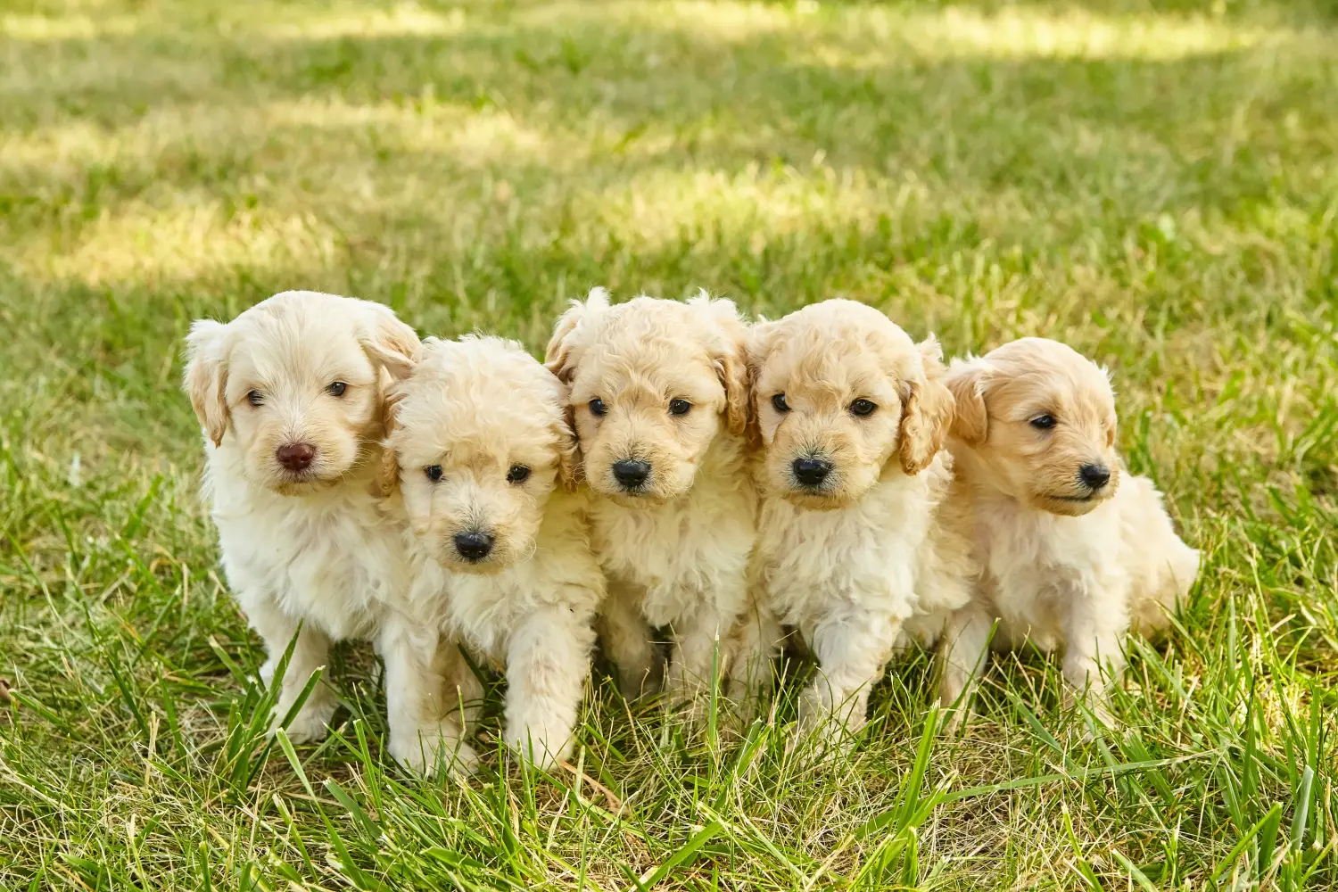 Kupno szczeniaka Goldendoodle oznacza wzięcie na siebie odpowiedzialności! Kup szczenięta Goldendoodle.