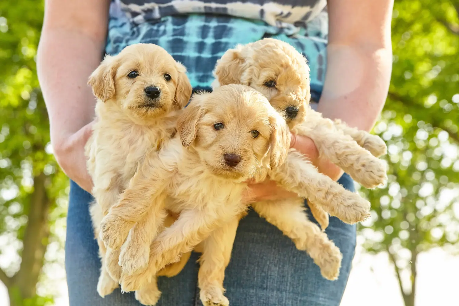 Kupno szczeniaka Goldendoodle oznacza wzięcie na siebie odpowiedzialności! Kup szczenięta Goldendoodle.