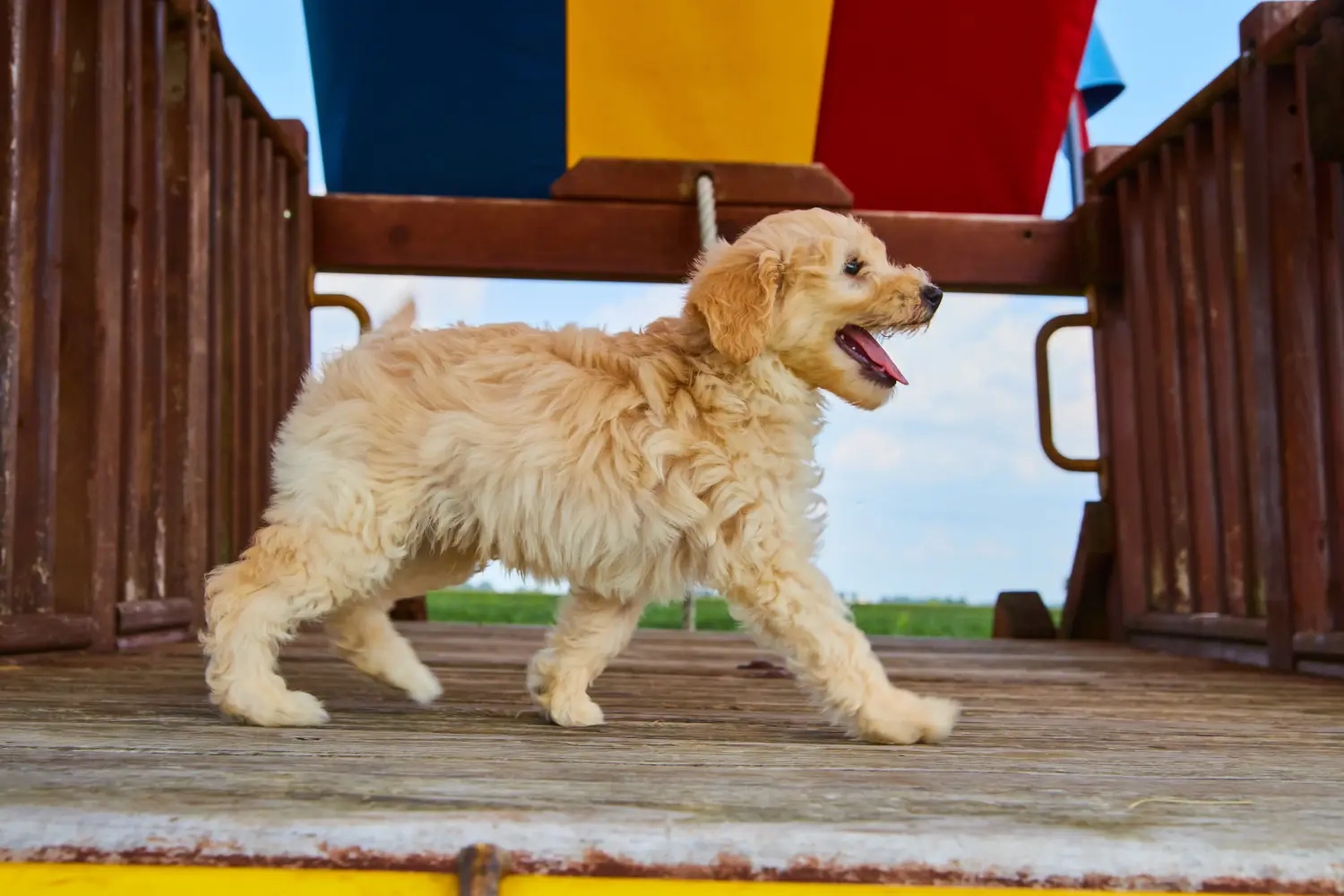 Kupno szczeniaka Goldendoodle oznacza wzięcie na siebie odpowiedzialności! Kup szczenięta Goldendoodle.