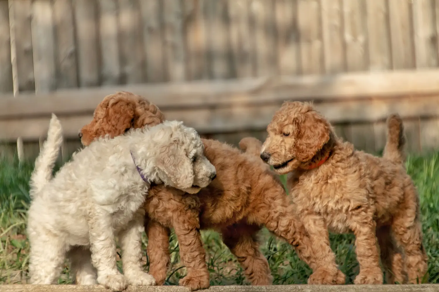 Kupno szczeniaka Goldendoodle oznacza wzięcie na siebie odpowiedzialności! Kup szczenięta Goldendoodle.