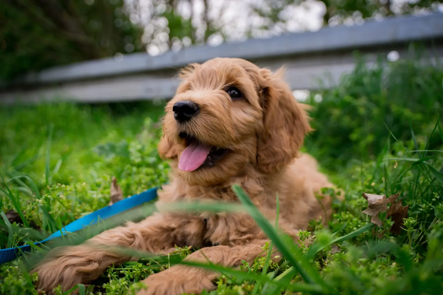 Kupno szczeniaka Goldendoodle oznacza wzięcie na siebie odpowiedzialności! Kup szczenięta Goldendoodle.