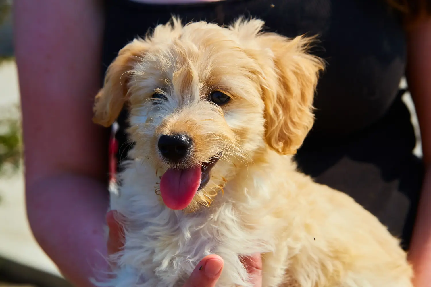 Kupno szczeniaka Goldendoodle oznacza wzięcie na siebie odpowiedzialności! Kup szczenięta Goldendoodle.