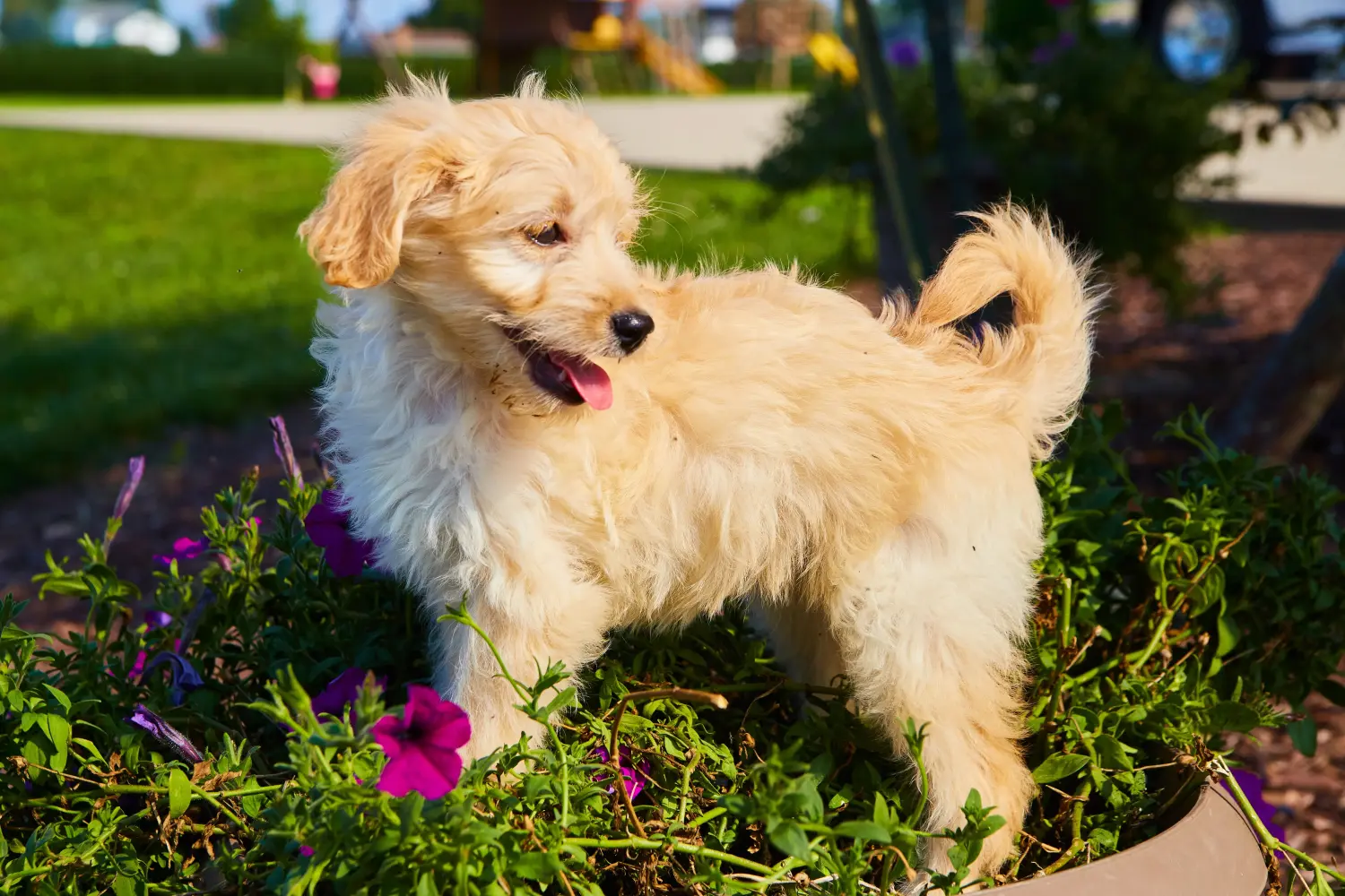 Kupno szczeniaka Goldendoodle oznacza wzięcie na siebie odpowiedzialności! Kup szczenięta Goldendoodle.