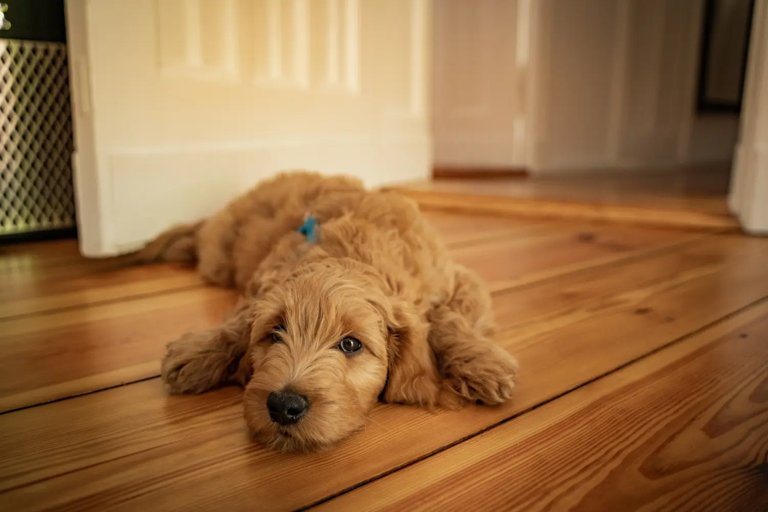 Kupno szczeniaka Goldendoodle oznacza wzięcie na siebie odpowiedzialności! Kup szczenięta Goldendoodle.