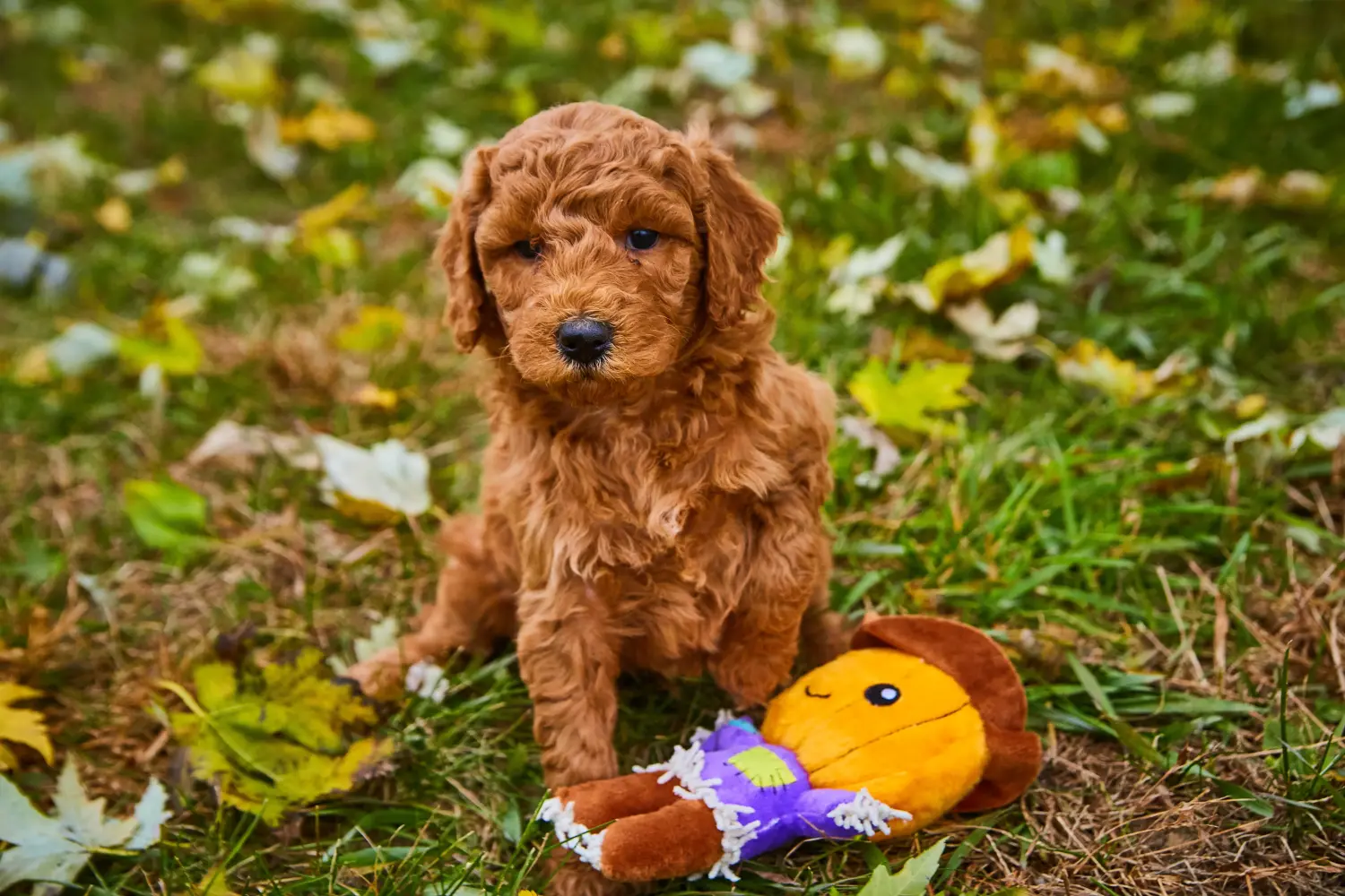 Kupno szczeniaka Goldendoodle oznacza wzięcie na siebie odpowiedzialności! Kup szczenięta Goldendoodle.