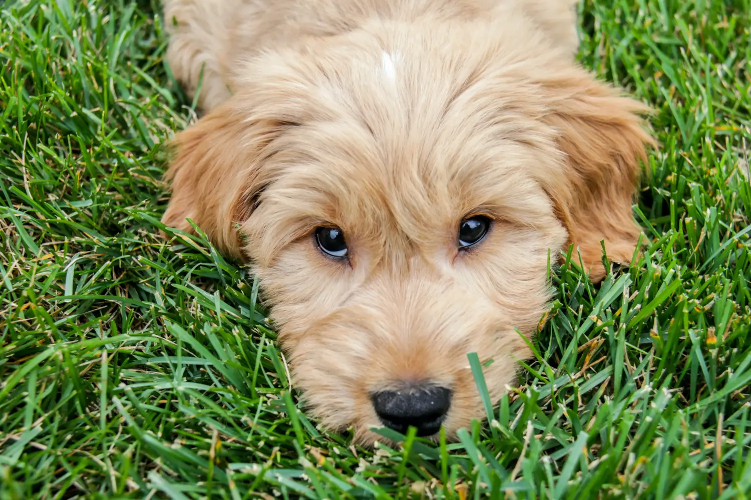 Kupno szczeniaka Goldendoodle oznacza wzięcie na siebie odpowiedzialności! Kup szczenięta Goldendoodle.