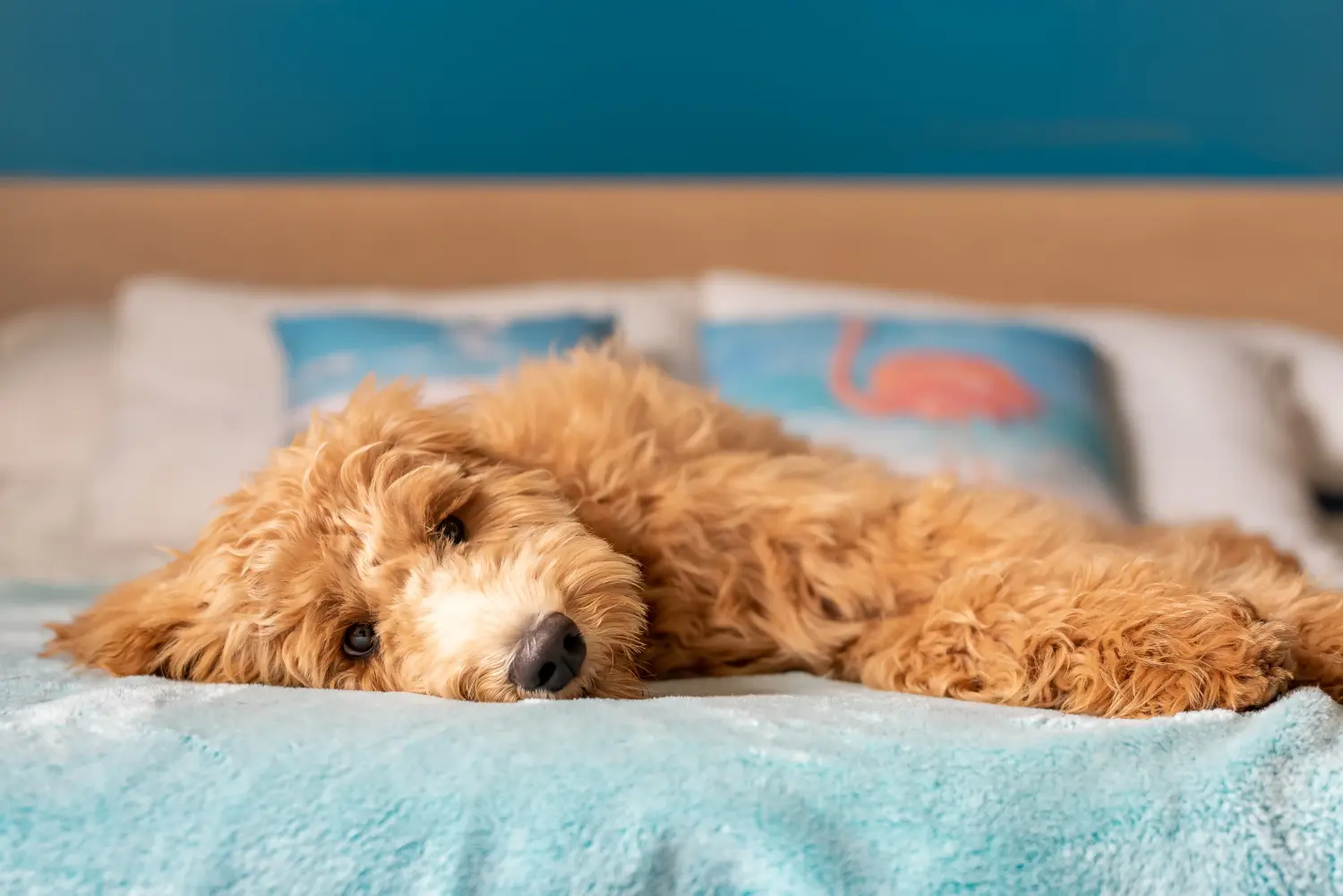Kupno szczeniaka Goldendoodle oznacza wzięcie na siebie odpowiedzialności! Kup szczenięta Goldendoodle.