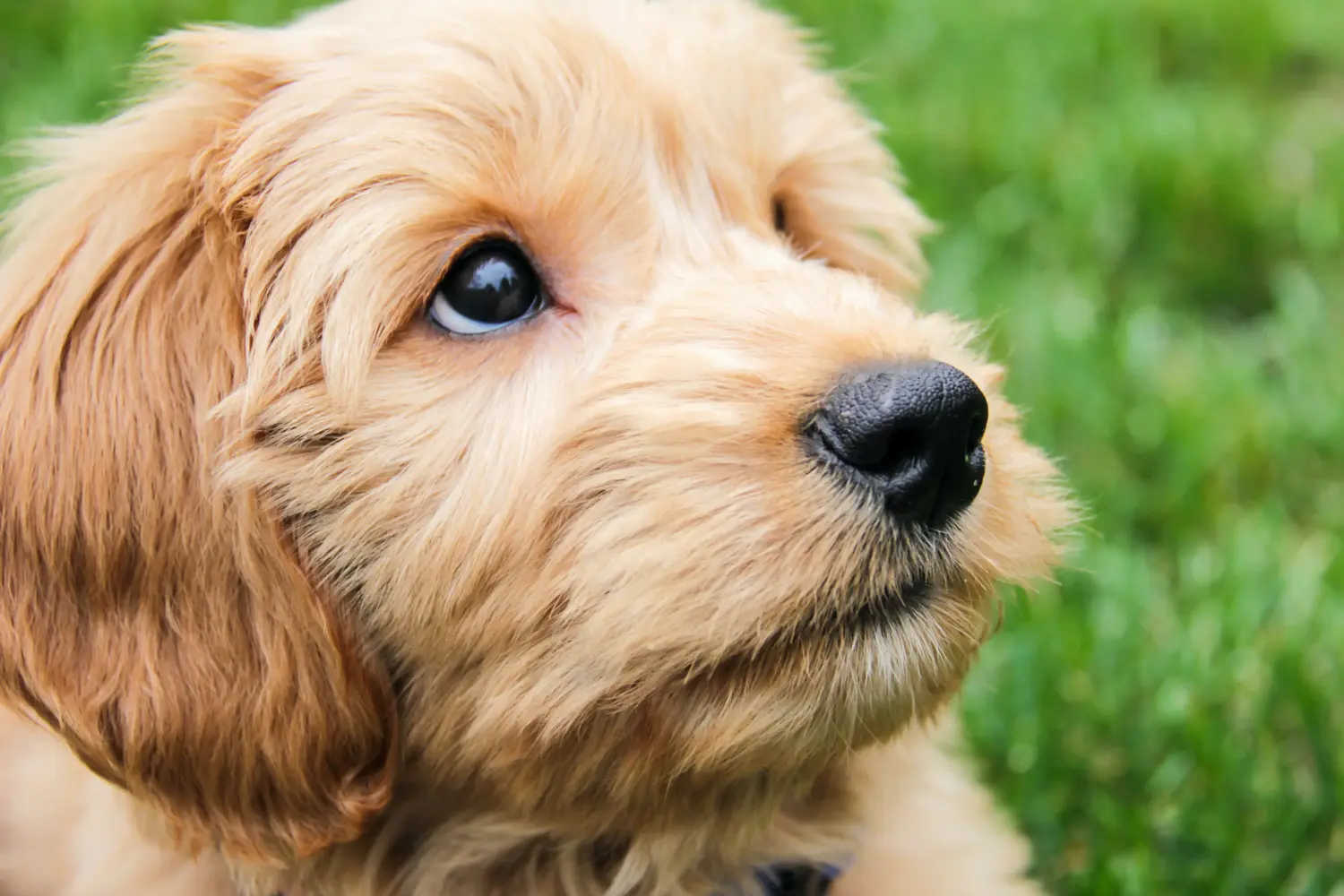 Kupno szczeniaka Goldendoodle oznacza wzięcie na siebie odpowiedzialności! Kup szczenięta Goldendoodle.