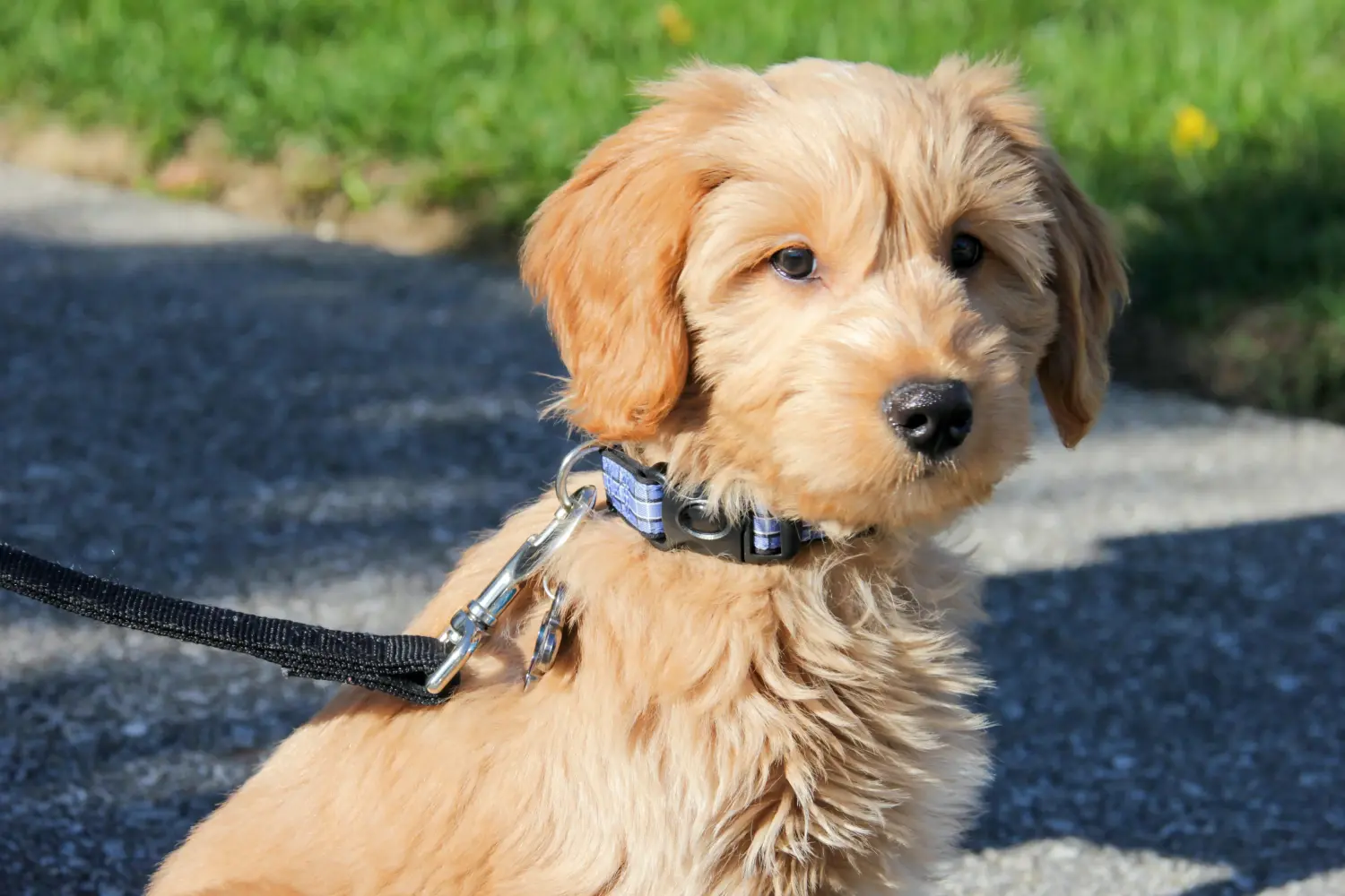 Kupno szczeniaka Goldendoodle oznacza wzięcie na siebie odpowiedzialności! Kup szczenięta Goldendoodle.