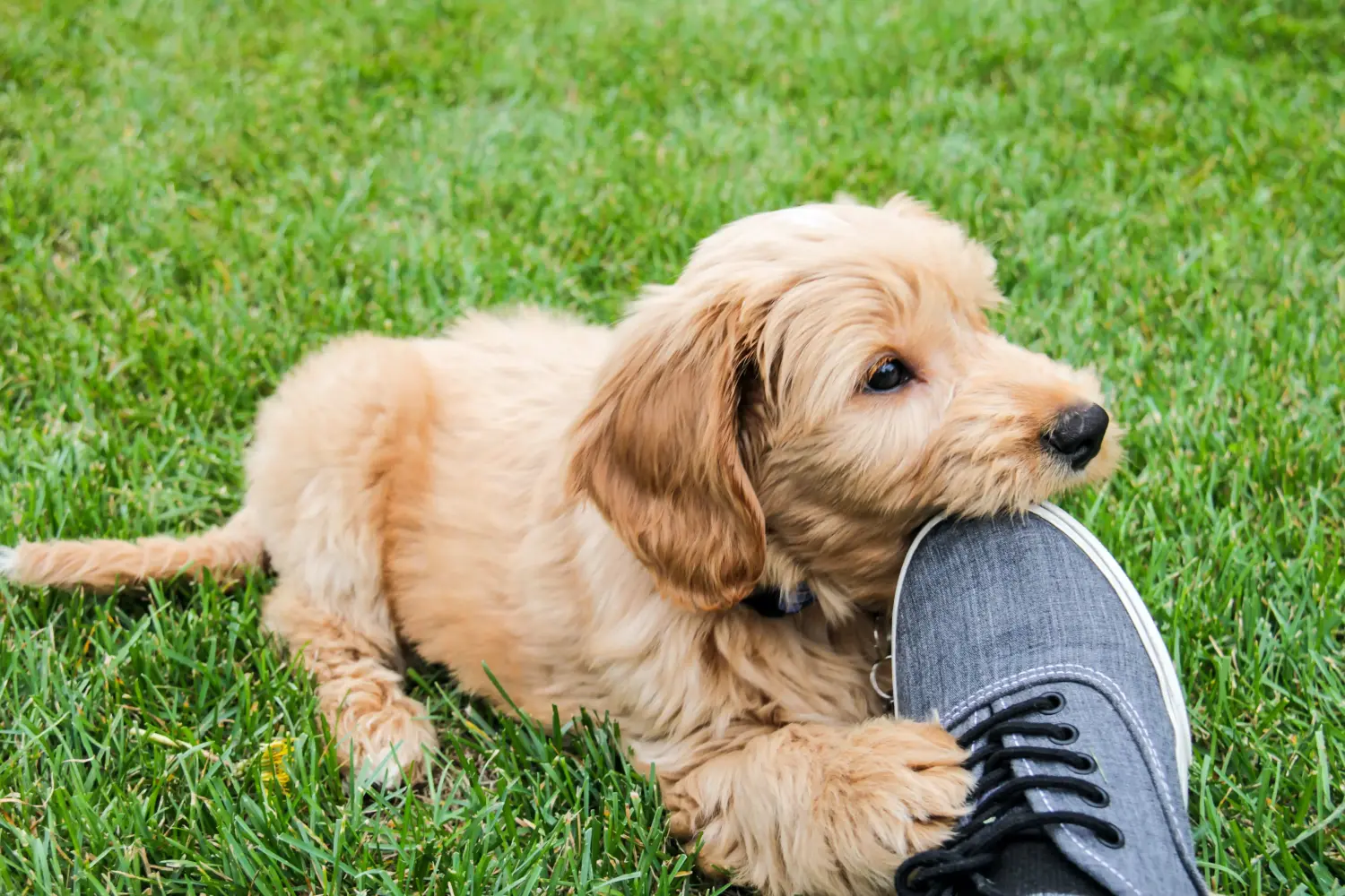 Kupno szczeniaka Goldendoodle oznacza wzięcie na siebie odpowiedzialności! Kup szczenięta Goldendoodle.