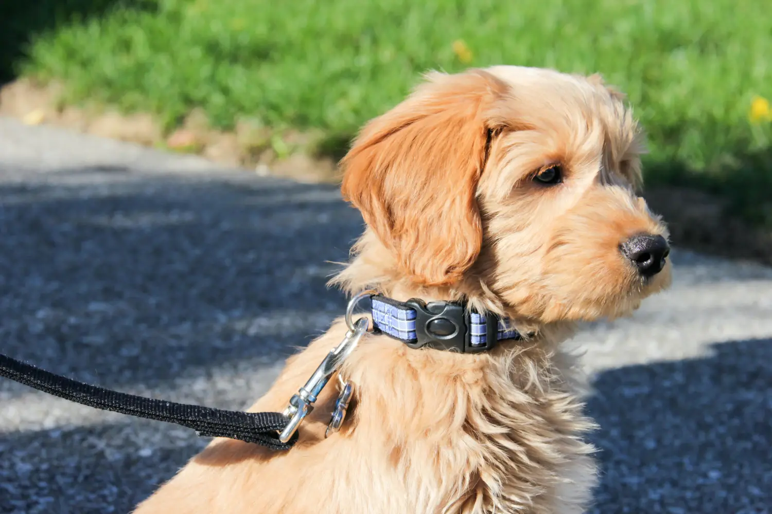 Kupno szczeniaka Goldendoodle oznacza wzięcie na siebie odpowiedzialności! Kup szczenięta Goldendoodle.