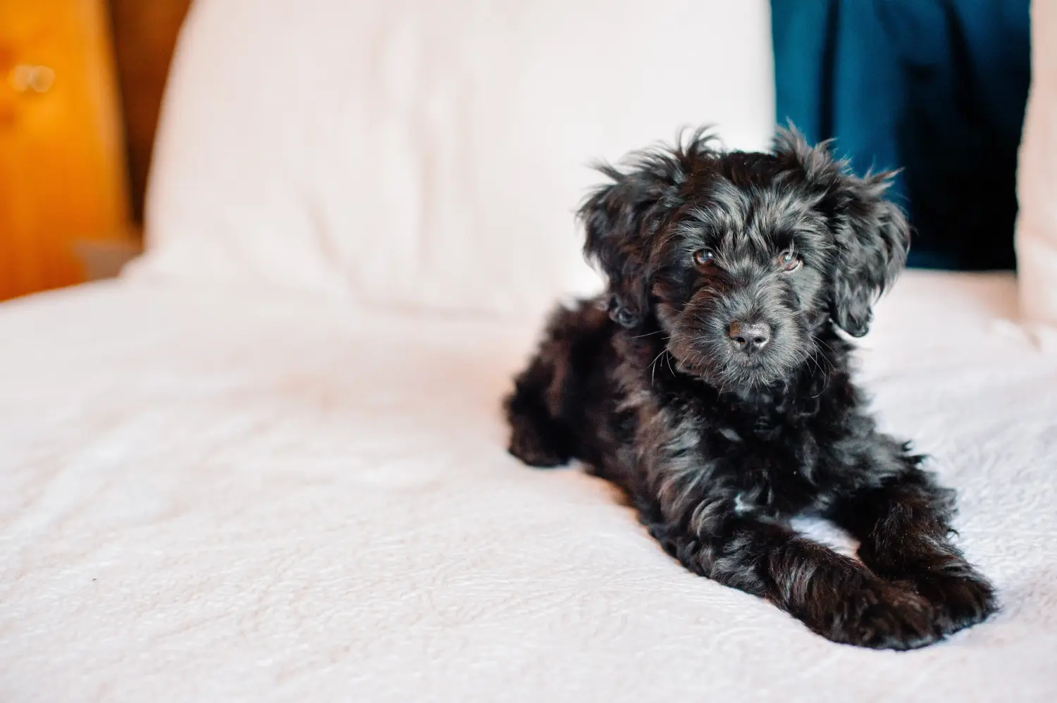 Kupno szczeniaka Goldendoodle oznacza wzięcie na siebie odpowiedzialności! Kup szczenięta Goldendoodle.
