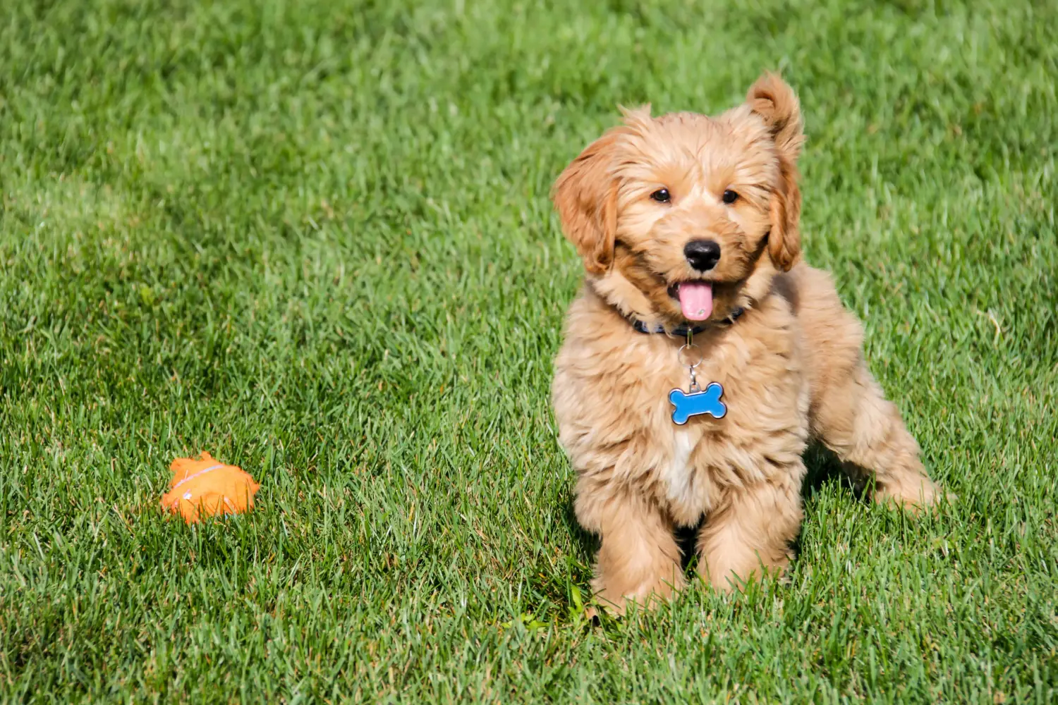 Kupno szczeniaka Goldendoodle oznacza wzięcie na siebie odpowiedzialności! Kup szczenięta Goldendoodle.