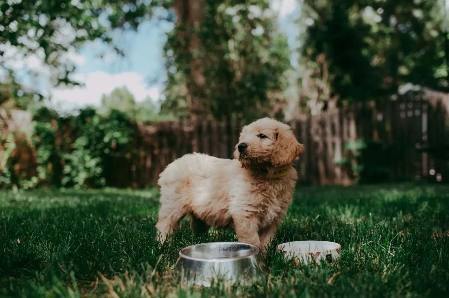 Kupno szczeniaka Goldendoodle oznacza wzięcie na siebie odpowiedzialności! Kup szczenięta Goldendoodle.