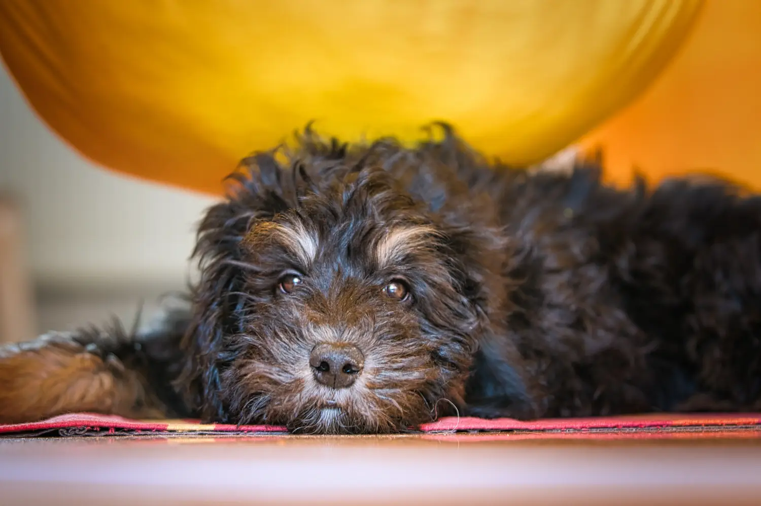 Kupno szczeniaka Goldendoodle oznacza wzięcie na siebie odpowiedzialności! Kup szczenięta Goldendoodle.