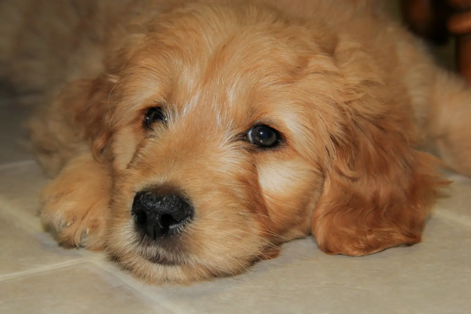 Kupno szczeniaka Goldendoodle oznacza wzięcie na siebie odpowiedzialności! Kup szczenięta Goldendoodle.