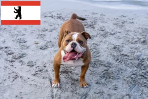 Read more about the article Hodowca buldogów staroangielskich i szczeniąt w Berlinie