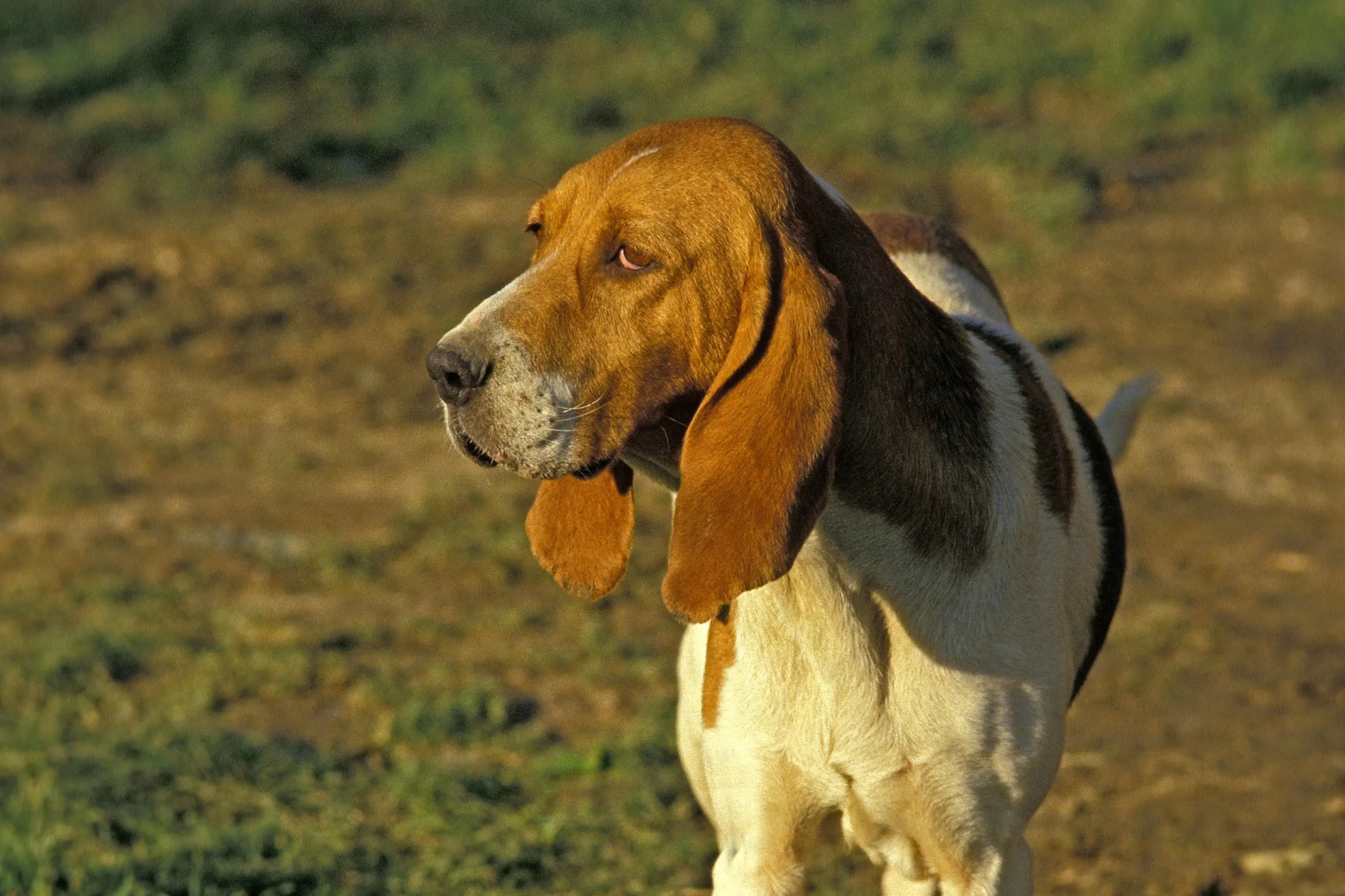 Chien d'Artois szczenięta i hodowcy Znajdź hodowców Chien d'Artois w pobliżu.