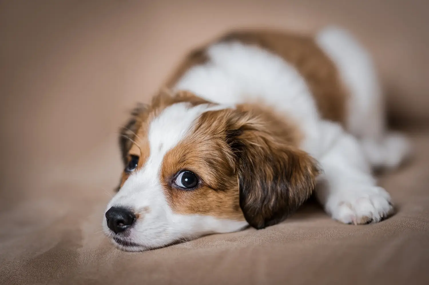 Zakup szczeniaka rasy Dutch Kooikerhondje oznacza wzięcie na siebie odpowiedzialności! Kup holenderskie szczenięta Kooikerhondje.